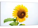 Piastra Di Copertura Del Piano Cottura 80X52Cm 1 Pezzo In Ceramica, Paraschizzi, Giallo Girasole