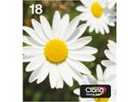 Epson Daisy C13T18064511 Cartuccia D'inchiostro 1 Pz Originale Resa Standard Nero, Ciano, Magenta, Giallo