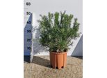 Grevillea Juniperina 40-50 Cm - Arbusto Ornamentale Sempreverde | Quercia Argentata Australiana Per Giardino E Patio | Resistente E Facile Da Curare