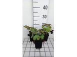 6 X Geranium Hybr. 'Chantilly' - Cranesbill - Vaso 9 X 9 Cm
