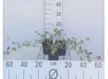 6 X Geranium Hybr. 'Dilys' - Cranesbill - Vaso 9 X 9 Cm