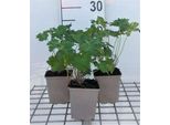 6 X Geranium Magnificum - Cranesbill - Vaso 9 X 9 Cm