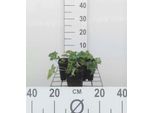 6 X Geranium Hybr. 'Azure Rush'® - Cranesbill - Vaso 9 X 9 Cm