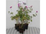 6 X Geranium Hybr. 'Patricia' - Cranesbill - Vaso 9 X 9 Cm