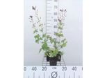 6 X Geranium Phaeum - Cranesbill - Vaso 9 X 9 Cm