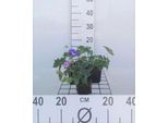6 X Geranium Hybr. 'Rozanne'® - Cranesbill- Vaso 9 X 9 Cm