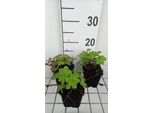 6 X Geranium Hybr. 'Salomé' - Cranesbill - Vaso 9 X 9 Cm