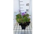 6 X Geranium Hybr. 'Pink Penny'® - Cranesbill - Vaso 9 X 9 Cm