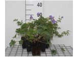 6 X Geranium Himalayense (Grandiflorum) - Cranesbill - Vaso 9 X 9 Cm