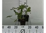 6 X Geranium Macrorrhizum - Cranesbill - Vaso 9 X 9 Cm
