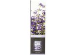 Deodorante Per Ambienti Aroma Di Rogito, 50 Ml, Lavanda