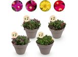 Coprisuolo Delosperma Mix - 8 Piante Resistenti Ø14Cm - Colori Rosso, Giallo, Viola E Rosa - Facile Da Curare E Resistente Alla Siccità - Ideale Per Giardino, Aiuola, Balcone E Patio