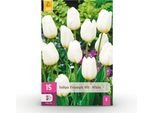 Bulbi Da Fiore Tulipa Triumph White - Bianco - 15 Pezzi - Bulbo Di Dimensioni 11/12 - Eleganti Tulipani Triumph Per Il Giardino, Il Balcone E La Terrazza - Fioriture Primaverili