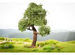 Noch 21768 - Albero Di Micromovimento Con Oscillazione H0