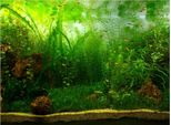 Poster Con Sfondo Acquario In Stile Erba Acquatica, Carta Decorativa Adesiva In Pvc (61 X 30 Cm)