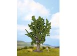 Noch Albero Di Quercia, Marrone, Verde