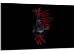 Piastra Di Copertura Del Piano Cottura 80X52Cm Copripiastra In Ceramica 1 Pezzo, Nero Pesce