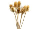 Fiori Secchi Cardi Per Decorazioni Autunnali E Composizioni Floreali, 8 Pezzi