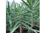 6 X Euforbia A Foglie Incrociate - Euphorbia Lathyris | Vaso 9Cm X 9Cm