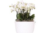 Orchidee Kolibri | Set Di Orchidee Bianche In Ciotola Di Miele Con Riserva D'acqua | Tre Orchidee Bianche Gent 12Cm | Mono-Bouquet Bianco Con Riserva D'acqua Autosufficiente