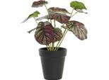 Pianta Decorativa Dkd Home Decor Rosa Verde Pe (10 X 10 X 27 Cm)