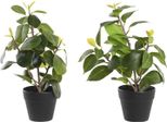 Pianta Decorativa Dkd Home Decor Verde Pp Pe Ficus (2 Pezzi) (21 X 18 X 30 Cm)
