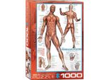 Puzzle Da 1000 Pezzi - Puzzle - Anatomia - La Muscolatura Umana + Accessori Per Puzzle