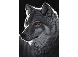 Grafika Puzzle Schim Schimmel - Lupo Notturno - 1000 Pezzi Puzzle