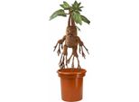 Harry Potter Peluche Interattivo Mandrake 30 Cm