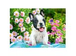 Castorland Cucciolo Di Bulldog Francese Puzzle 500 Pezzi
