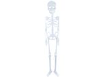 Fiestas Guirca - Scheletro Fluorescente Decorazione Di Halloween FG229 (Taglia Unica) (Bianco)