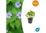 Geranium Nodosum - ↕10-25Cm - Ø9Cm - 60 Piante - Perenne Resistente E Tappezzante - Per L'ombra E L'ombra Parziale
