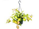 Pianta D'appartamento Da Appendere Hoya Carnosa "Lisa"" Fiore Di Porcellana Colorato Fiore Di Cera 14Cm Cesto Da Appendere"
