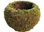 Palla Di Muschio In Stile Giapponese Giardinaggio Pianta In Vaso Vaso Di Fiori Di Muschio