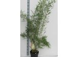 Fargesia Robusta Campbell Vaso Da 1L - Bambù Da Siepe - Bambù Zebra Sempreverde E Resistente Alto Circa 50 Cm