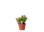 Kolibri Greens Pianta Verde Succulenta Crassula Hobbit Dimensioni Vaso 6Cm Pianta Verde Da Appartamento Fresca Di Vivaio