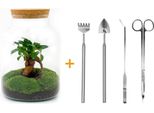 Bottiglia Da Giardino Terrario Per Piante Fai Da Te 30 Cm Con Ficus Bonsai Incl. Rastrello, Paletta, Pinzette E Forbici