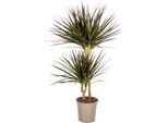 Dracaena Marginata Magenta 19Cm Di Fioritura - Altezza 70-90Cm