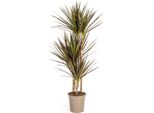 Dracaena Marginata Magenta 21Cm Fioritura - Altezza 110-130Cm