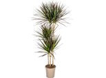 Dracaena Marginata Magenta 24Cm Di Fioritura - Altezza 130-150Cm