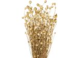 Decorazione Di Fiori Secchi Pianta Artificiale Essiccata Cardo Fragola Natura 60Cm 100G