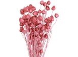 Fiori Secchi Cardo Rosa Essiccato Decorazione Con Cardo Di Fragola 50Cm 100G