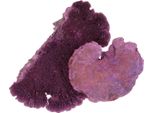 Albero Spugna Viola Bianco Lavato 1Kg Decorativo Fungo Secco Disposizione Autunno Decorazione Funeraria Fioreria