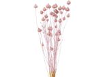 Cardo Di Fragola Fiori Secchi Decorativi Rosa Chiaro 58Cm Per Decorazioni Da Tavolo E Composizioni Floreali 100G