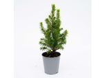 Set Di 3 Mini Alberi Di Natale - Picea Glauca Perfecta - 15-20 Cm - Piccoli Alberi Di Natale In Vaso Da 6 Cm - Mini Abeti Sempreverdi Per Decorazioni Da Tavola, Ufficio E Per Le Feste