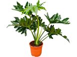 Philodendron Selloum - 60 Cm - Ø22 Cm - Pianta D'appartamento Tropicale Con Foglie Grandi E Profondamente Tagliate - Facile Da Curare E Che Purifica L'aria - Ideale Per Salotti, Uffici E Interni Moderni