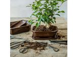 Gancio Per Radici Per Bonsai - 20,5 Cm - Attrezzo Per Bonsai