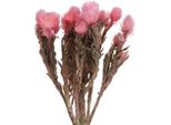 Fiori Secchi Fiori Di Paglia Rosa Fiori A Cappuccio H30Cm Decorazioni Floreali Secche