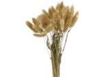 Fiori Secchi Lagurus Ovatus Erba Di Velluto Decorativa Per Composizioni Eleganti