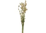 Erba Della Lampada Fiori Decorativi Secchi, Erba Di Velluto Decorazione Per Composizioni Floreali E Vasi